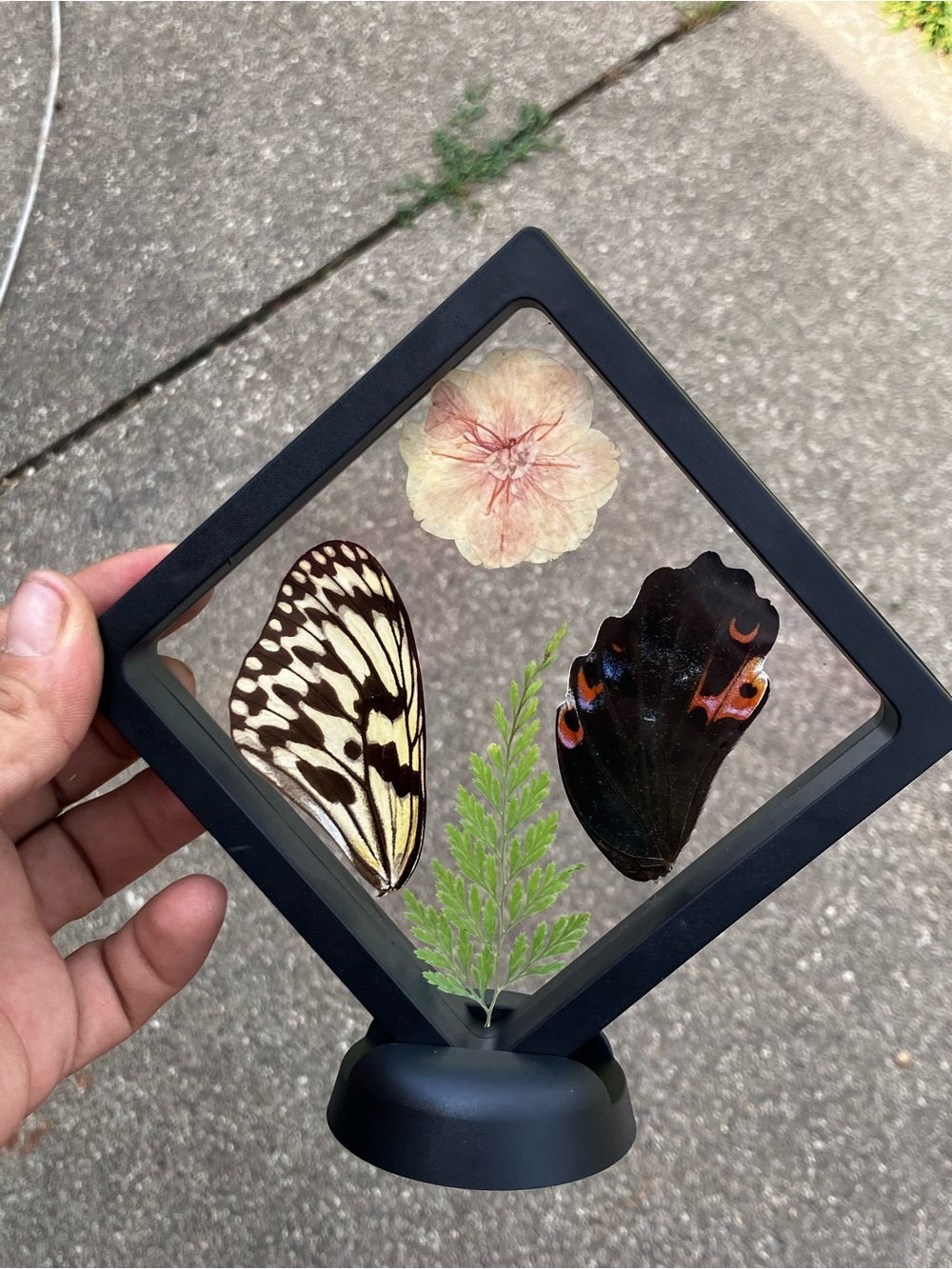 Real butterflies and botanicals display